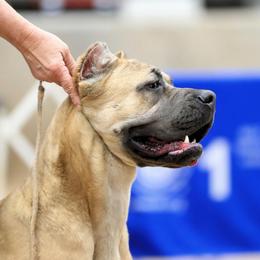 Phaedra - Cane Corso