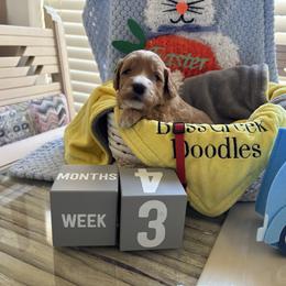 Justin - Red  male Goldendoodle puppy in Chino Valley, Arizona from Bass Creek Doodles