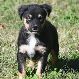 Marvel - Black tri male Miniature Australian Shepherd puppy in Patterson, North Carolina from DreamLine Aussies