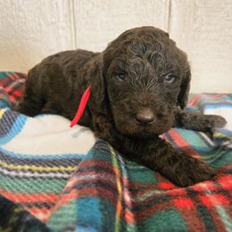 Red collar - male Newfypoo puppy in Mckenzie, Tennessee from Small Town Doodles & Poodles