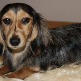 Silver - Black and Cream Dapple - Dapple female Dachshund puppy in Pueblo, Colorado from HotDachs