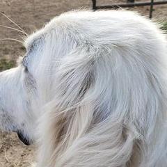 Great Pyrenees and Toy Australian Shepherds from Twisted M