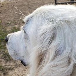 Great Pyrenees and Toy Australian Shepherds from Twisted M