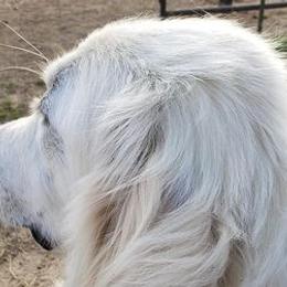 Great Pyrenees and Toy Australian Shepherds from Twisted M