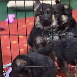 Green collar - Black and red male German Shepherd puppy in Wyoming, Michigan from Big Jones Kennels