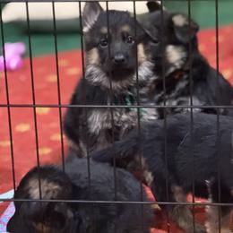 Green collar - Black and red male German Shepherd puppy in Wyoming, Michigan from Big Jones Kennels
