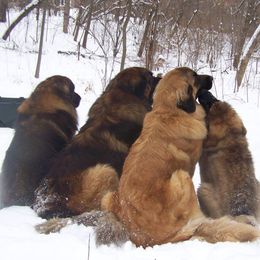 Leonbergers from Ex Animo Leonbergers and WHD