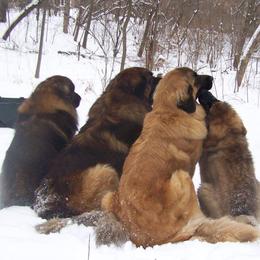 Leonbergers from Ex Animo Leonbergers and WHD