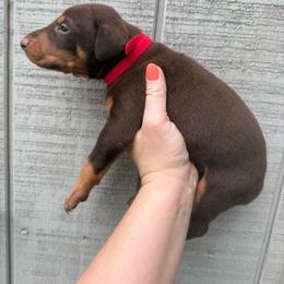 Rolo - Red and rust male Doberman Pinscher puppy in Ludowici, Georgia from Royal Destiny Kennels