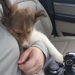 Shetland Sheepdog Puppies from DK'S Sassy River Shelties