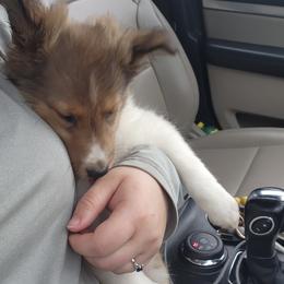 Shetland Sheepdog Puppies from DK'S Sassy River Shelties