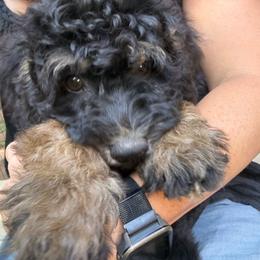 Ebony - Black phantom female Aussiedoodle puppy in Chattanooga, Tennessee from Leafy Acre Mini Farm