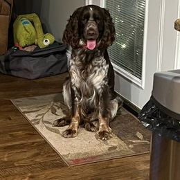 Harlee - English Springer Spaniel