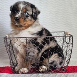 Regina - Blue merle female Australian Shepherd puppy in Mountain Grove, Missouri from K Bar H Farms