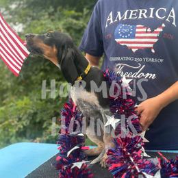 Sky - Blue ticked and tan female Bluetick Coonhound puppy in Mount Pleasant, Texas from Harmons Hounds