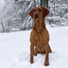 Lemon - Labrador Retriever