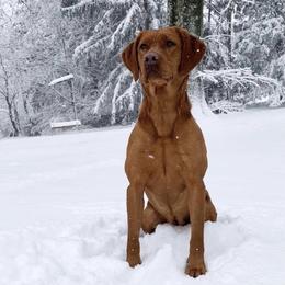 Lemon - Labrador Retriever