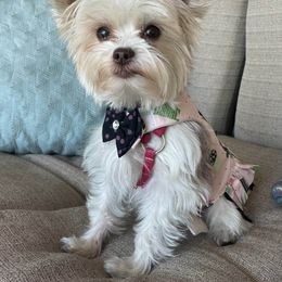 Yorkshire Terrier Puppies from Barb's Luvayorkie