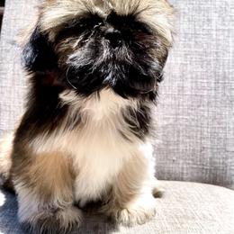 Shih Tzu Puppies from Amanda's Shih Tzu