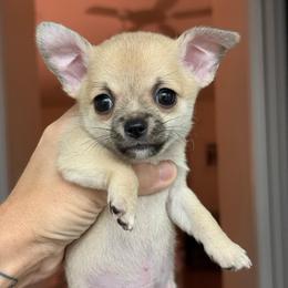 Dale - Fawn male Chihuahua puppy in Spring Hill, Florida from Stardom Chihuahuas & CKCS