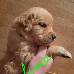 Lime Green collar - Golden female Golden Retriever puppy in Brush Prairie, Washington from Paradise Peaks