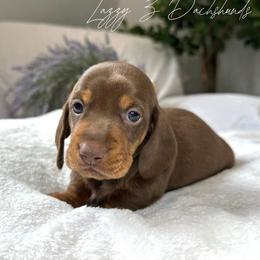 Dilly - Chocolate and tan male Dachshund puppy in Karnes County, Texas from Lazzy Z Dachshunds