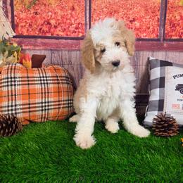 Sir Richfield - Brown and white male Sheepadoodle puppy in Cornelia, Georgia from Yates Family Farm