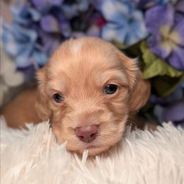 Peanut - Cream male Dachshund puppy in Unadilla, Georgia from Hamsley's Puppy Palace