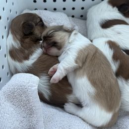 Shih Tzu Puppies from Wood Foo Breeders