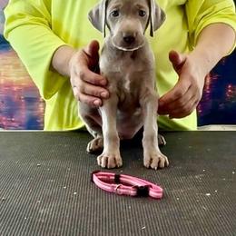 Anastasia - Silver gray female Weimaraner puppy in Aitkin, Minnesota from Whispering’s GunDogs