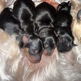 Yorkshire Terrier Puppies from The Yorkie House
