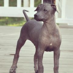 Xoloitzcuintli from Xolos Mucino