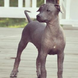Xoloitzcuintli from Xolos Mucino