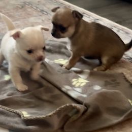 Chihuahua Puppies from Wild Mountain Chihuahuas
