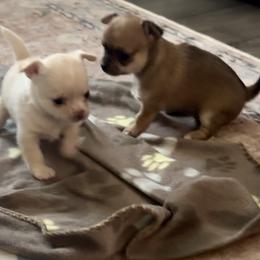 Chihuahua Puppies from Wild Mountain Chihuahuas