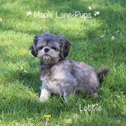 Lottie - Shih Tzu