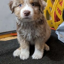 Australian Shepherd Puppies from Juno Homestead Aussies
