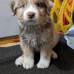 Australian Shepherd Puppies from Juno Homestead Aussies