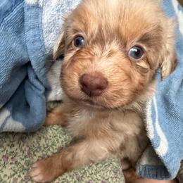 Peony - Red merle female Australian Shepherd puppy in Albertville, Alabama from Salt Creek Aussies