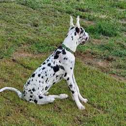 Sansa - Great Dane