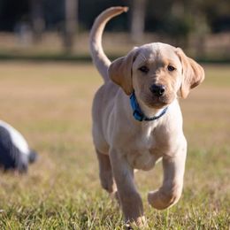 Labrador Retriever Puppies from Sycamore Kennels