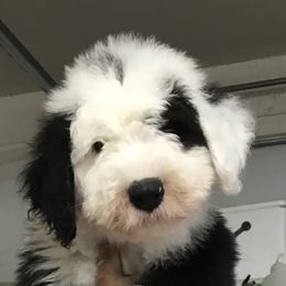 Old English Sheepdog Puppies from Bizzeeboots OES