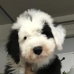 Old English Sheepdog Puppies from Bizzeeboots OES