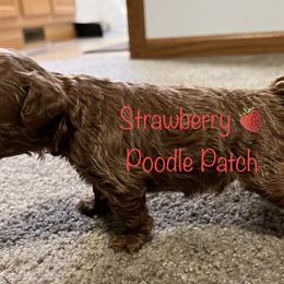 Poodle Puppies from Strawberry Poodle Patch