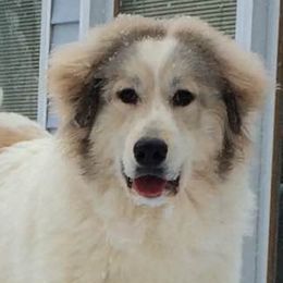 Great Pyrenees from Yelah Pyrenees