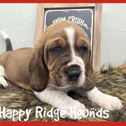 Elmo - Mahogany and white male Basset Hound puppy in Mebane, North Carolina from Happy Ridge Hounds