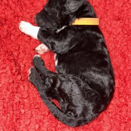 Sheepadoodle Puppies from Mojave Premier Kennels