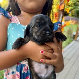 Archie - Brindle male Dachshund puppy in Cinebar, Washington from Pure Joy Labradors and Mini Dachshunds