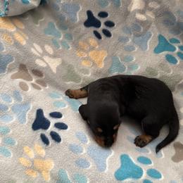 Rosie - Black and cream female Dachshund puppy in Ft Dodge, Iowa from Secret Reality