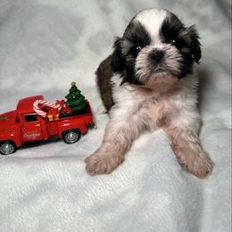Chandler (potentially available soon) - Gold and white male Shih Tzu puppy in California from Fairy Tails Shih Tzus CA